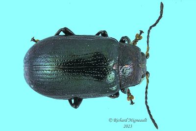 Leaf Beetle - Phratora purpurea m23 1