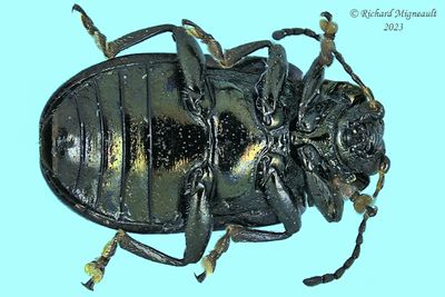 Leaf Beetle - Phratora purpurea m23 2