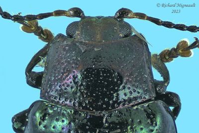 Leaf Beetles - Subfamily Chrysomelinae