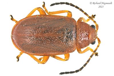 Leaf Beetle - Tricholochmaea sp1 m23 1