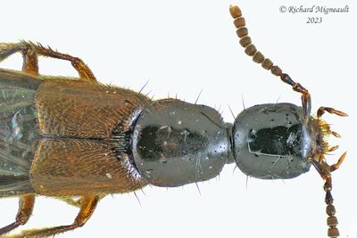 Subfamily Staphylininae - Large Rove Beetles