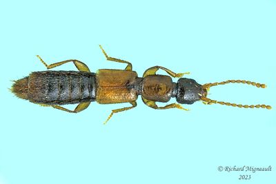 Rove beetle - Lathrobiini sp m23 1