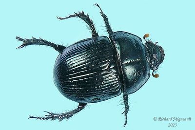 Scarab Beetle - Geotrupes balyi m23 1