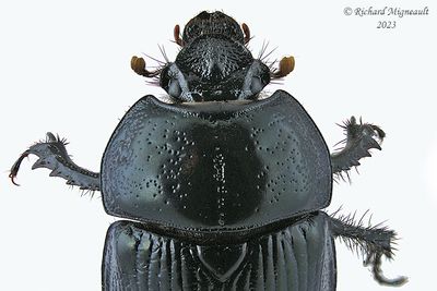 Scarab Beetle - Geotrupes balyi m23 2