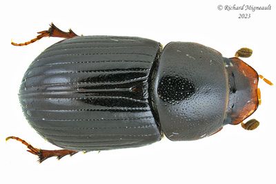 Scarab Beetle - Oscarinus rusicola m23 1