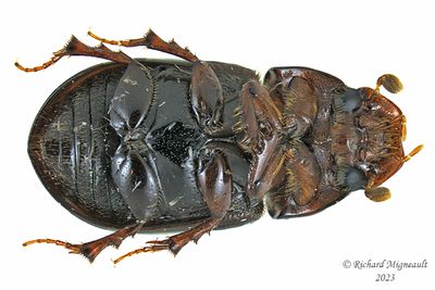 Scarab Beetle - Oscarinus rusicola m23 2