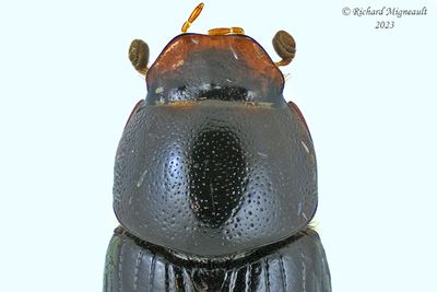 Scarab Beetle - Oscarinus rusicola m23 3