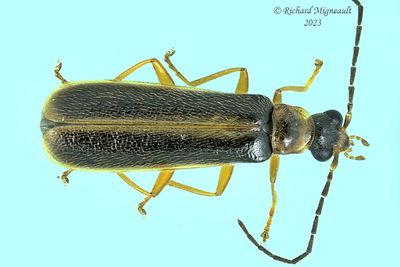 Soldier beetle - Rhagonycha sp3 m23 1