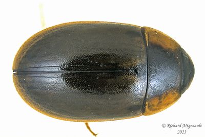 Water Scavenger Beetle - Enochrus sp2 m23 1