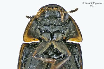 Water Scavenger Beetle - Enochrus sp2 m23 2