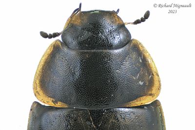 Water Scavenger Beetle - Enochrus sp2 m23 3