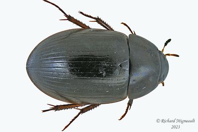 Water Scavenger Beetle - Hydrobius fuscipes m23 1