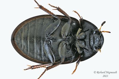 Water Scavenger Beetle - Hydrobius fuscipes m23 2