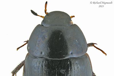 Water Scavenger Beetle - Hydrobius fuscipes m23 3