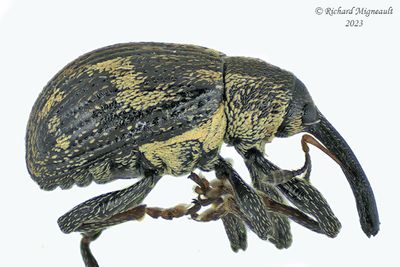 Weevil Beetle - Anthonomus signatus m23 1
