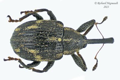 Weevil Beetle - Anthonomus signatus m23 2