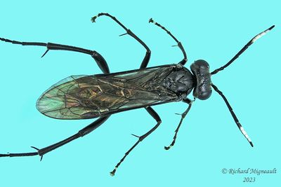 Common sawfly - Macrophya nigra m23 1