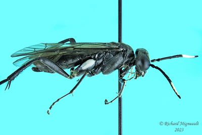 Common sawfly - Macrophya nigra m23 2