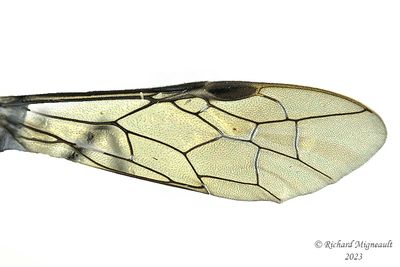 Common sawfly - Macrophya nigra m23 3
