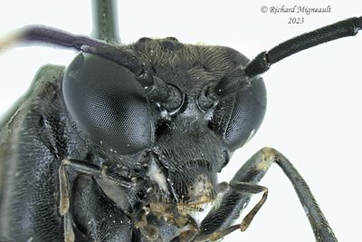 Common sawfly - Macrophya nigra m23 4