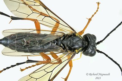 Common sawfly - Tenthredo leucostoma sp1 m23 1