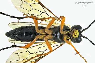 Common sawfly - Tenthredo leucostoma sp1 m23 2