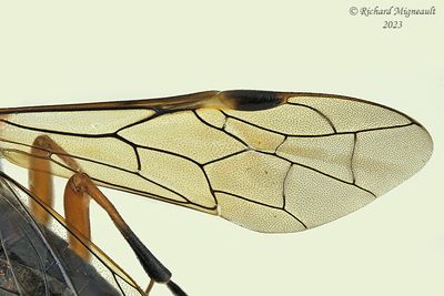 Common sawfly - Tenthredo leucostoma sp1 m23 4