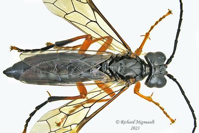 Common sawfly - Tenthredo leucostoma sp2 m23 1