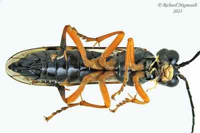 Common sawfly - Tenthredo leucostoma sp2 m23 2