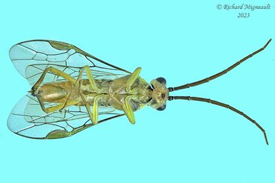 Common Sawfly - sp11b m23 2