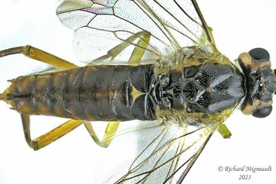 Common Sawfly - sp11b m23 3