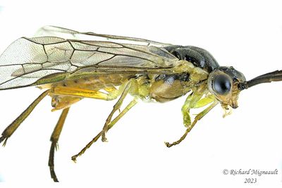 Common Sawfly - sp11b m23 4