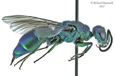 Cuckoo Wasp - Chrysidinae m23 2