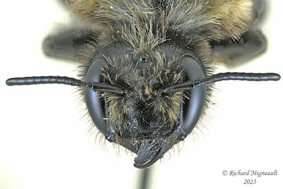 Megachilidae - Megachile melanophaea m23 3