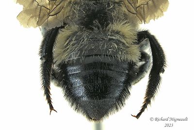 Megachilidae - Megachile melanophaea m23 4