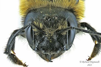 Megachilidae - Megachile sp m23 4