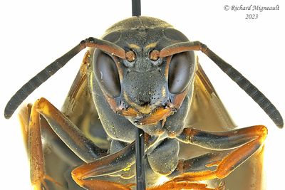 Paper Wasp - Polistes fuscatus m23 2