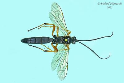 Ichneumon Wasp - Tribe Ichneumonini, Ichneumon sp2 m23