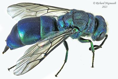 Cuckoo Wasp - Chrysidinae m23 1