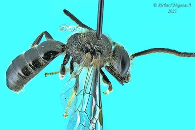 Sweat bee - Lasioglossum - Weak-veined species sp5 m23 1
