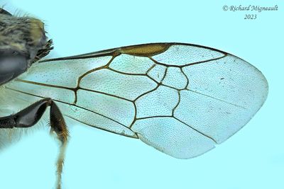 Sweat bee - Lasioglossum - Weak-veined species sp5 m23 2