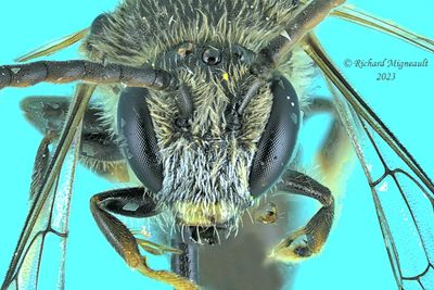 Sweat bee - Lasioglossum - Weak-veined species sp5 m23 3
