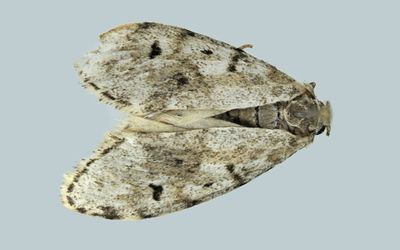 8098 - Clemensia albata - Little White Lichen Moth m22 