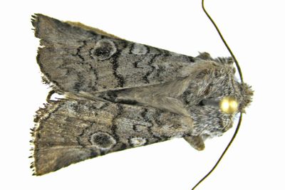 9884 - Owlet Moths - Litholomia napaea m20