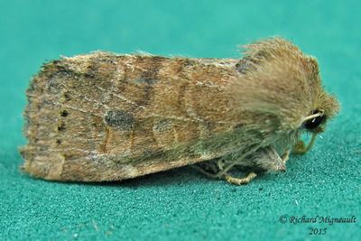 10532 - Northern Scurfy Quaker Moth - Homorthodes furfurata m15