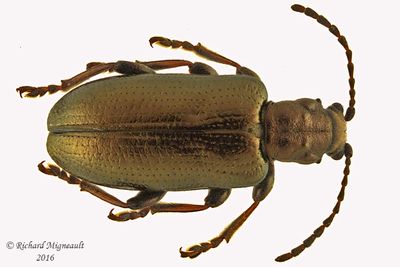 Aquatic leaf beetle - Plateumaris diversa 1 m16
