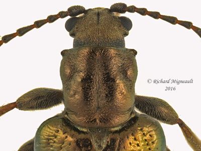 Aquatic leaf beetle - Plateumaris diversa 2 m16