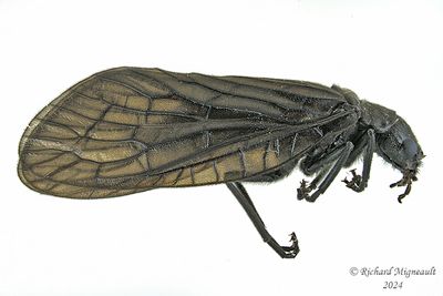 Alderfly - Sialis sp m24