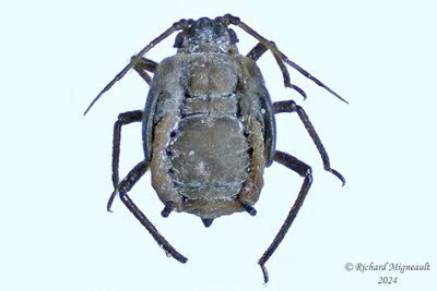 Aphid - pucerons m24 1,4mm