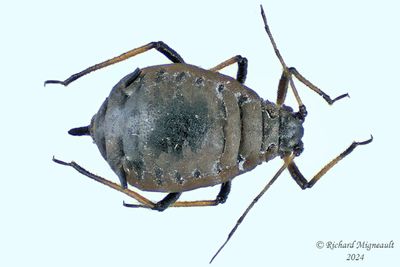 Aphid - pucerons m24 1,8mm